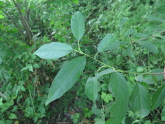 Rhamnus ussuriensis