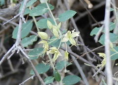 Cadaba fruticosa