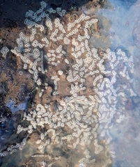 Styelidae