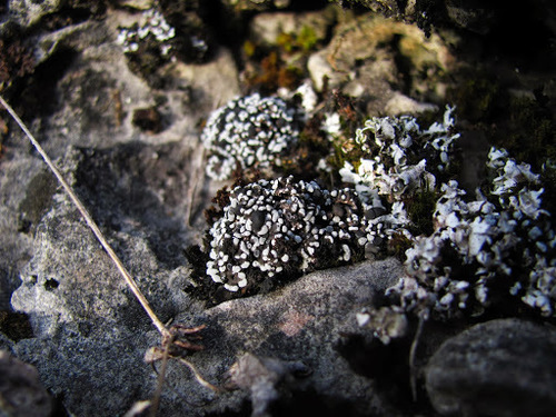 Blue Blister Lichen