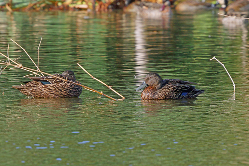 Meller's Duck