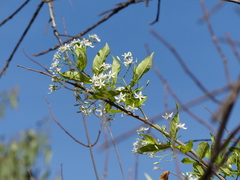 Holarrhena pubescens