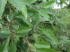 Rhamnus ussuriensis