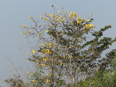 Cochlospermum religiosum