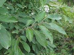 Rhamnus ussuriensis