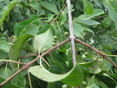 Rhamnus ussuriensis