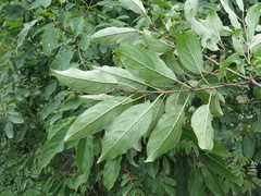 Rhamnus ussuriensis