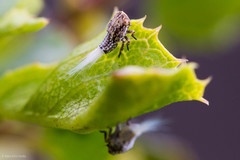 Danepteryx