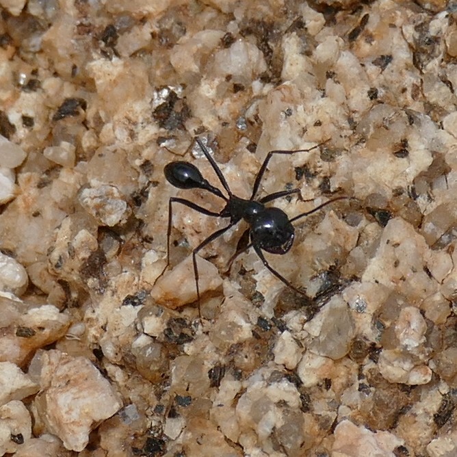 Ocymyrmex turneri