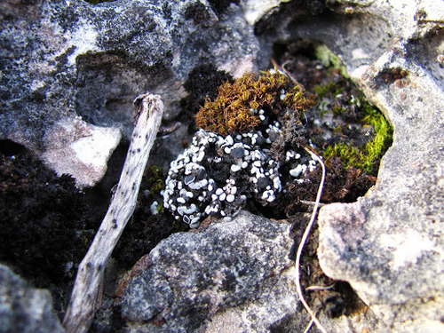 Blue Blister Lichen