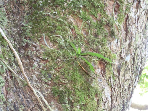 Aerangis mystacidii (Rchb.f.) Schltr. 3