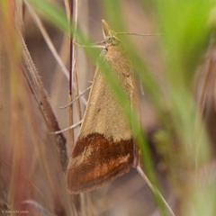 Pyrausta semirubralis