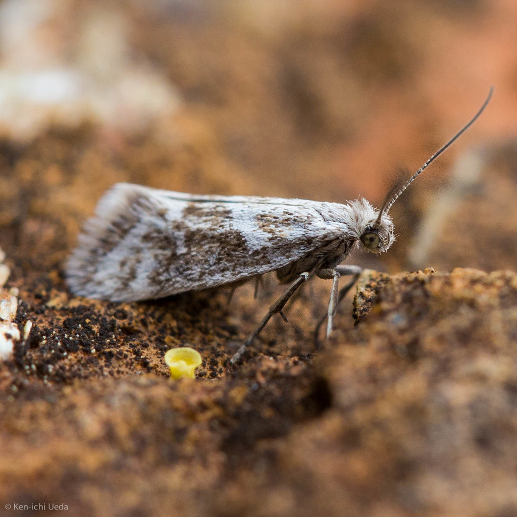 Greya solenobiella