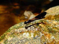 Aristocypha fenestrella