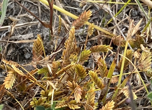 Cyperus pygmaeus iNat (2)