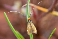 Adela flammeusella