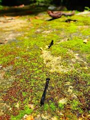 Aristocypha fenestrella