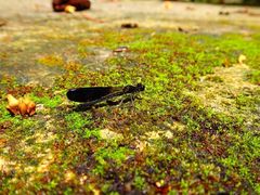 Aristocypha fenestrella