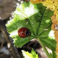 Cycloneda sanguinea