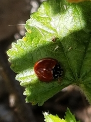 Cycloneda sanguinea
