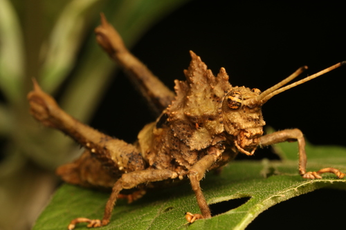 Pycnosarcus atavus
