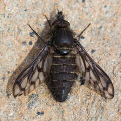 Conophorus fenestratus