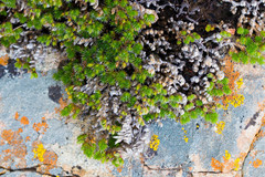 Selaginella hansenii