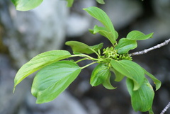 Rhamnus davurica
