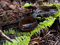 Pseudoplectania melaena
