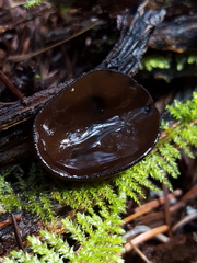 Pseudoplectania melaena