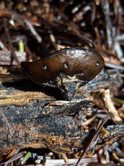 Pseudoplectania melaena