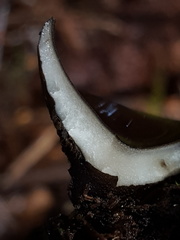 Pseudoplectania melaena