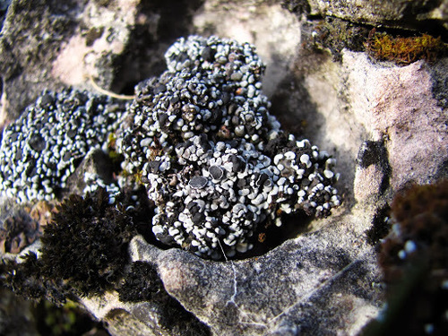 Blue Blister Lichen