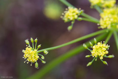 Lomatium congdonii