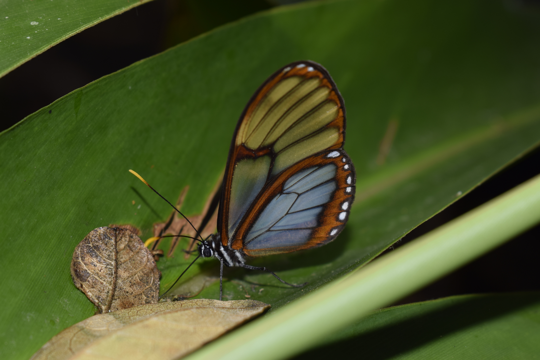 Pteronymia thabena image