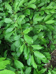 Rhamnus davurica