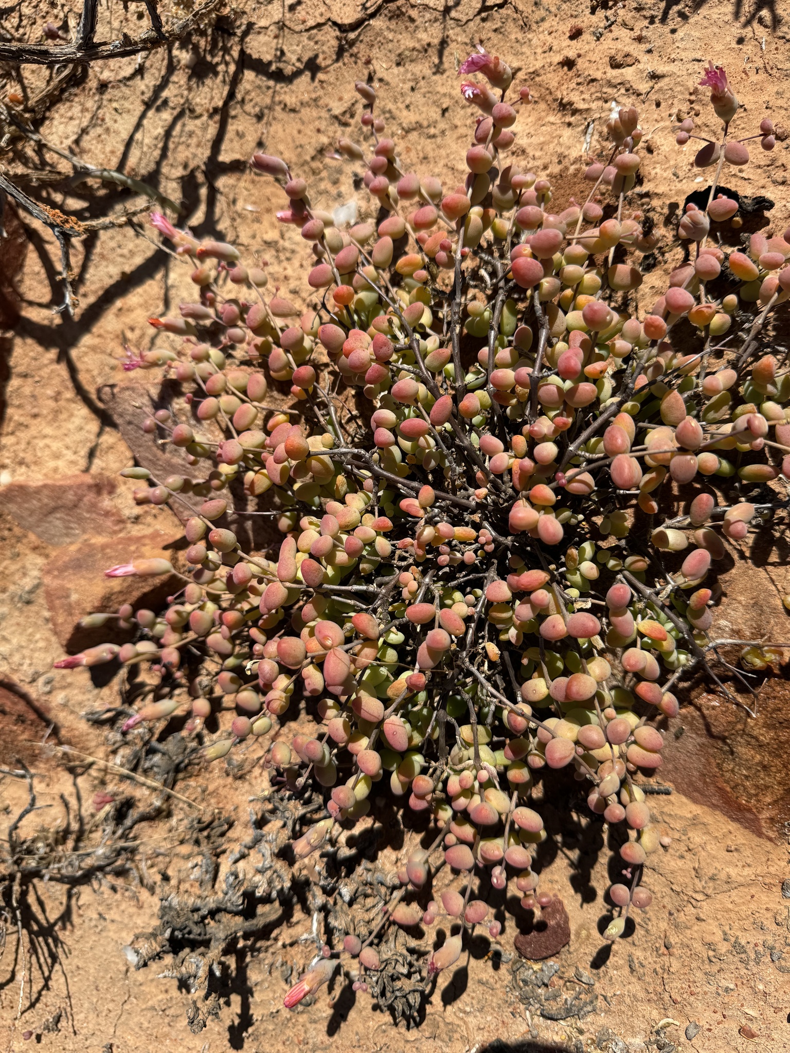 Mesembryanthemum serotinum (L. Bolus) Klak