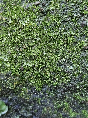 Image of Tetrodontium brownianum by (c) Helen Waterman, some rights reserved (CC BY)