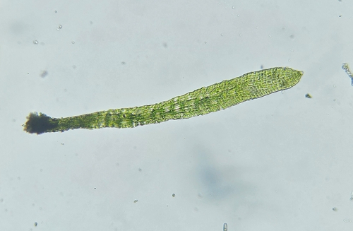 Image of Tetrodontium brownianum by (c) Helen Waterman, some rights reserved (CC BY)