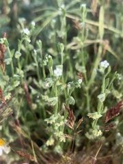 Pectocarya platycarpa