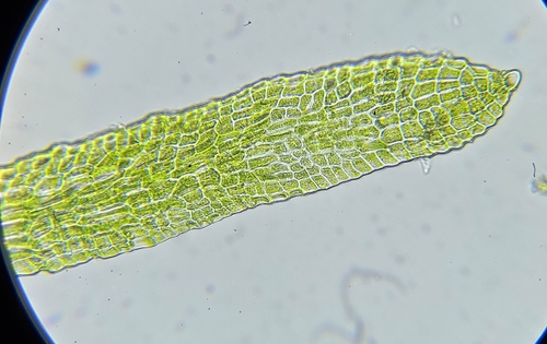 Image of Tetrodontium brownianum by (c) Helen Waterman, some rights reserved (CC BY)
