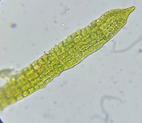 Image of Tetrodontium brownianum by (c) Helen Waterman, some rights reserved (CC BY)