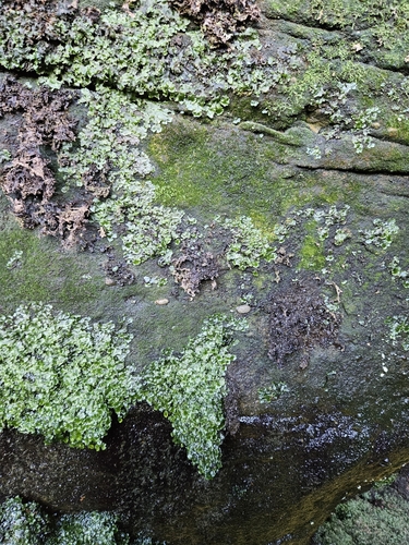 Image of Tetrodontium brownianum by (c) Helen Waterman, some rights reserved (CC BY)