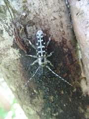 Saperda scalaris