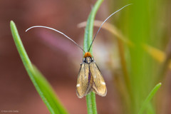 Adela flammeusella