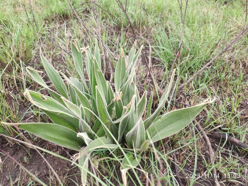 Hypoxis multiceps (Hypoxis multiceps)