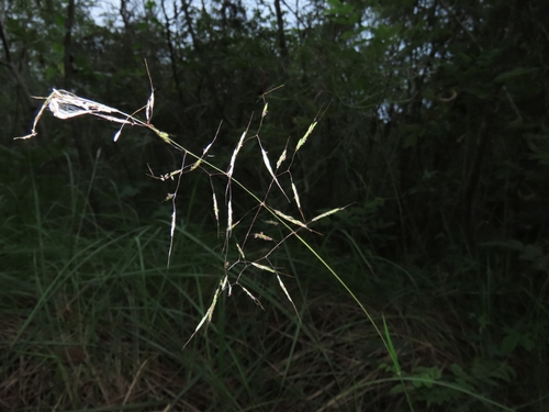 Image of Scented Top (Capillipedium parviflorum) by (c) chiuluan, some rights reserved (CC BY)