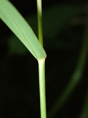 Image of Capillipedium parviflorum by (c) chiuluan, some rights reserved (CC BY)