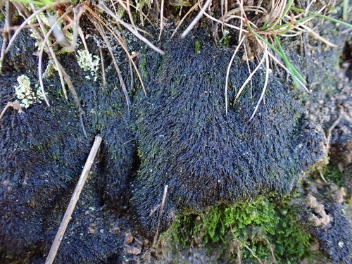 Representative image of Cephaloziella stellulifera