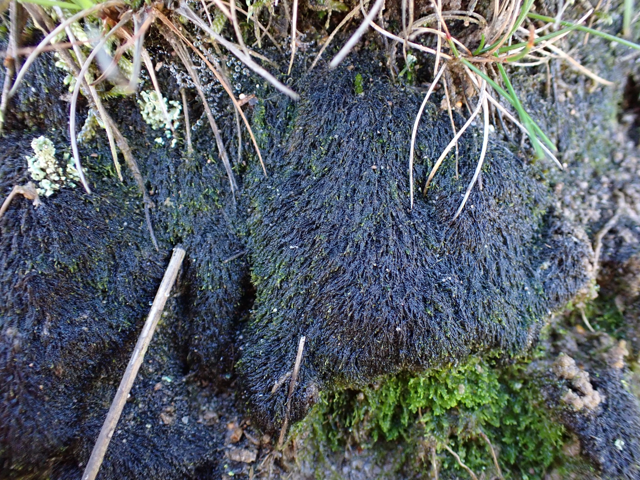 Cephaloziella stellulifera
